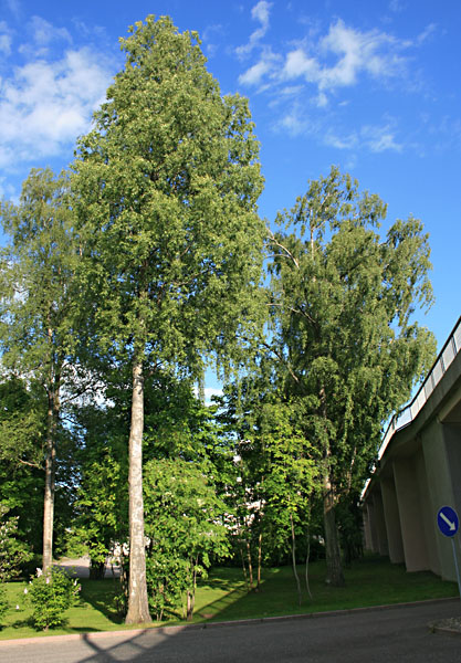 Aseman puiston puita